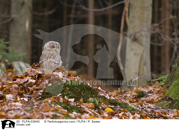 brown owl / FLPA-03640