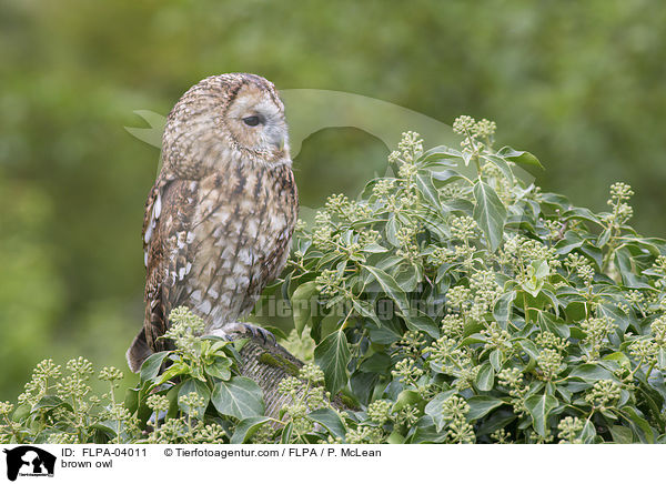 brown owl / FLPA-04011