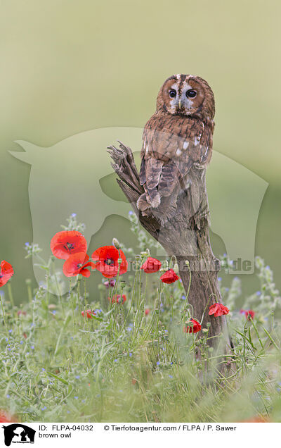 Waldkauz / brown owl / FLPA-04032