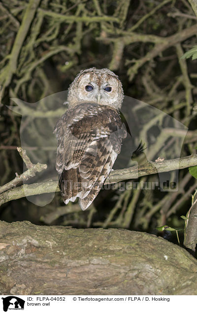 brown owl / FLPA-04052