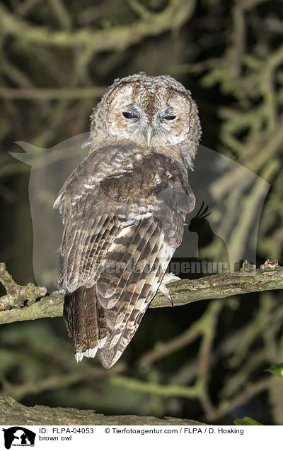 Waldkauz / brown owl / FLPA-04053