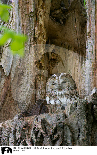 Waldkauz / brown owl / THA-06079