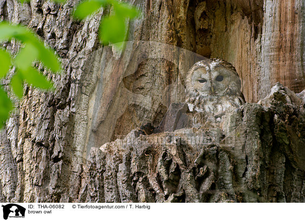 Waldkauz / brown owl / THA-06082