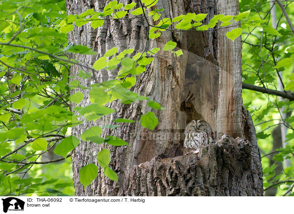 Waldkauz / brown owl / THA-06092