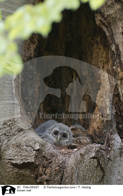 Waldkauz / brown owl / THA-06097