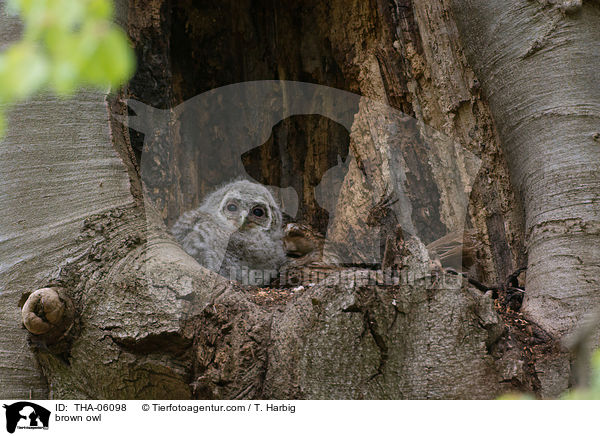 brown owl / THA-06098