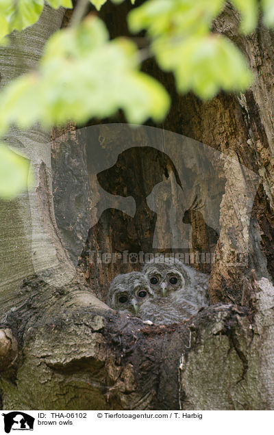 brown owls / THA-06102