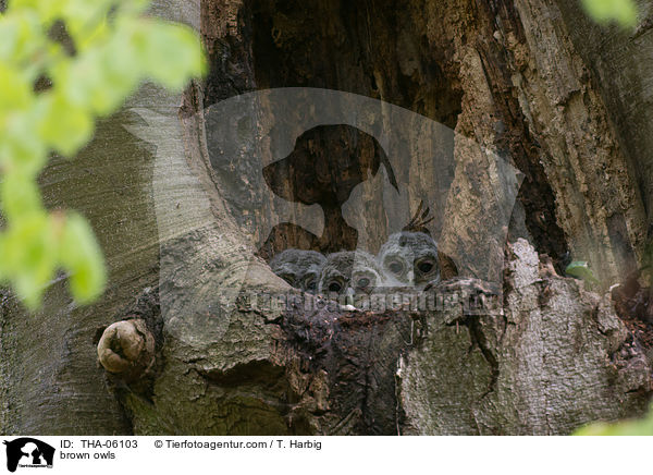 brown owls / THA-06103