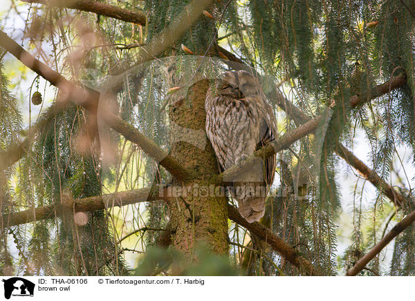 brown owl / THA-06106