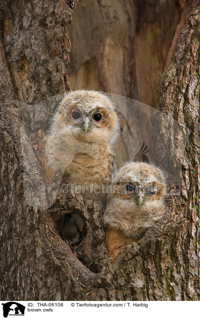 brown owls / THA-06108