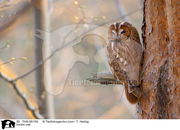 brown owl / THA-06109