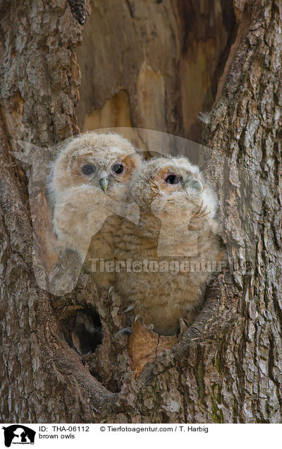 brown owls / THA-06112