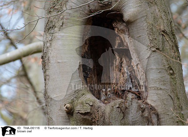 Waldkauz / brown owl / THA-06116