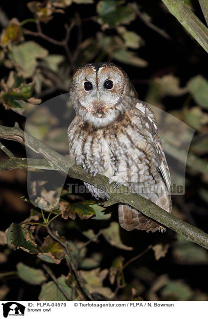 brown owl / FLPA-04579