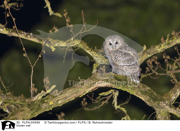 Waldkauz / brown owl / FLPA-04599
