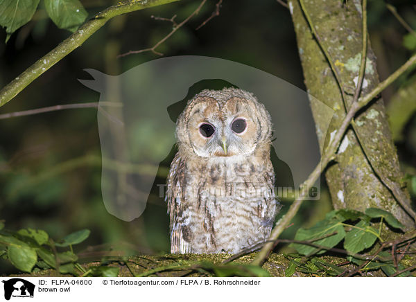 Waldkauz / brown owl / FLPA-04600