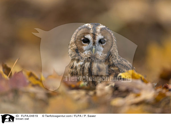 brown owl / FLPA-04619
