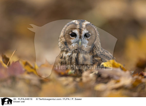 Waldkauz / brown owl / FLPA-04619