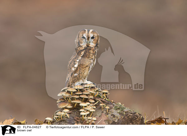 brown owl / FLPA-04627