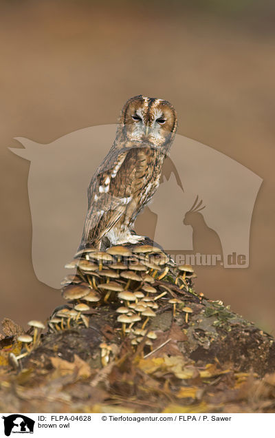 brown owl / FLPA-04628