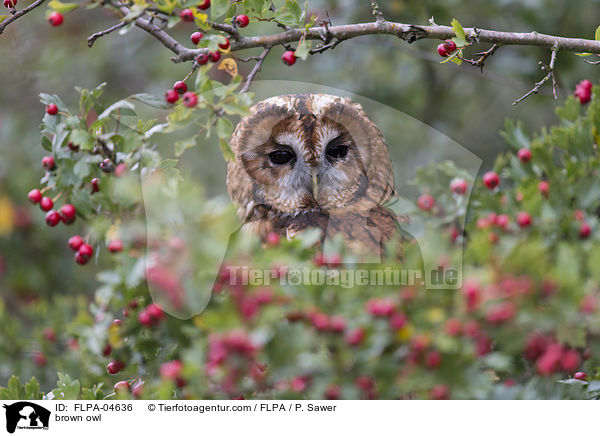brown owl / FLPA-04636