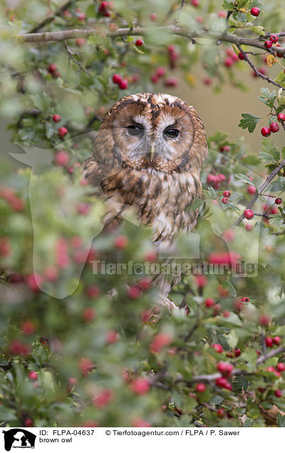 Waldkauz / brown owl / FLPA-04637