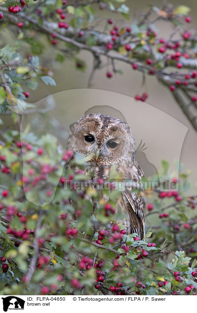 brown owl / FLPA-04650