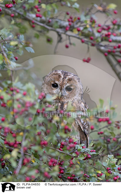 Waldkauz / brown owl / FLPA-04650