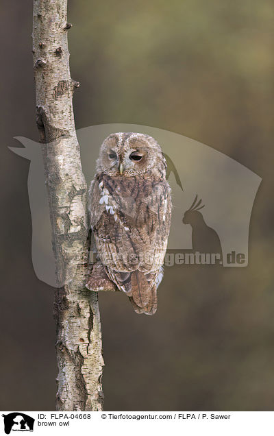 Waldkauz / brown owl / FLPA-04668