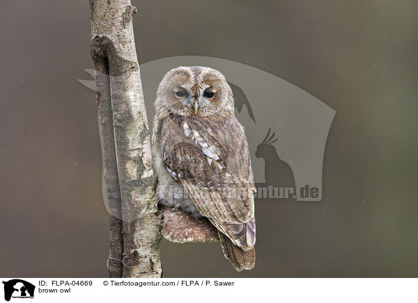 brown owl / FLPA-04669