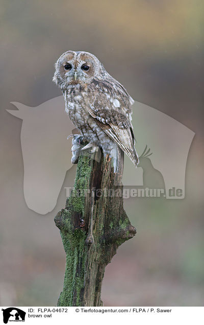 brown owl / FLPA-04672