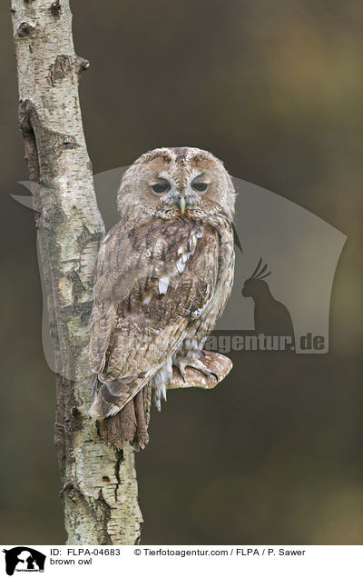 brown owl / FLPA-04683