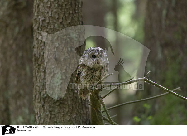 brown owl / PW-04228