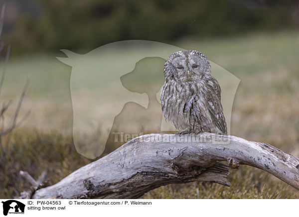 sitting brown owl / PW-04563
