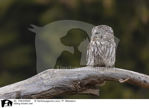 sitting brown owl / PW-04564
