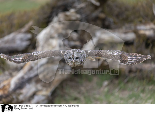 flying brown owl / PW-04567