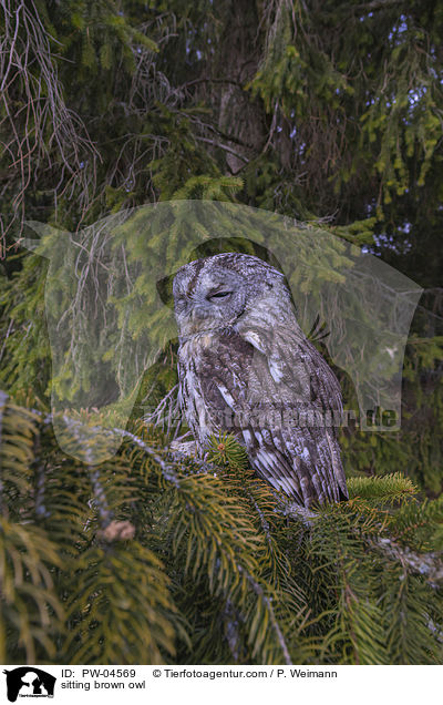 sitting brown owl / PW-04569