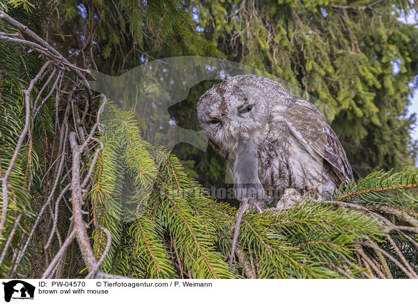 Waldkauz mit Maus / brown owl with mouse / PW-04570