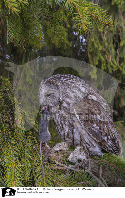 brown owl with mouse / PW-04571