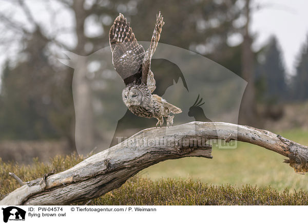 flying brown owl / PW-04574