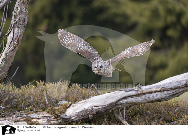 flying brown owl / PW-04575