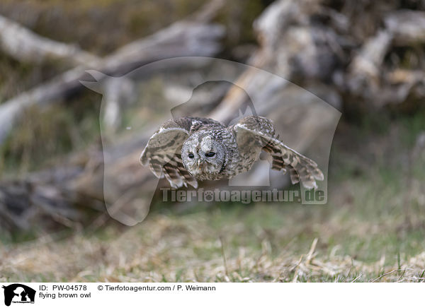 flying brown owl / PW-04578