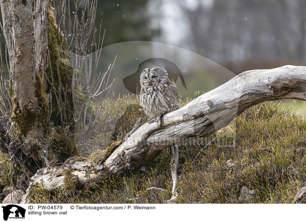 sitting brown owl / PW-04579