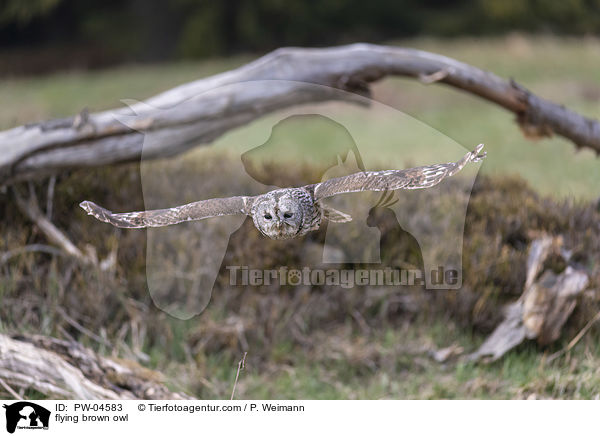 flying brown owl / PW-04583