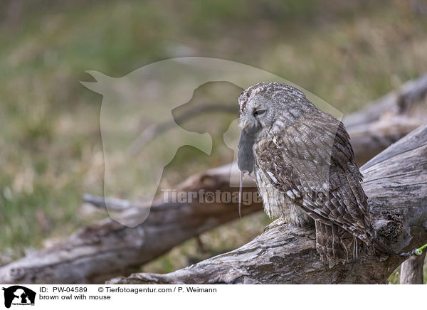 brown owl with mouse / PW-04589