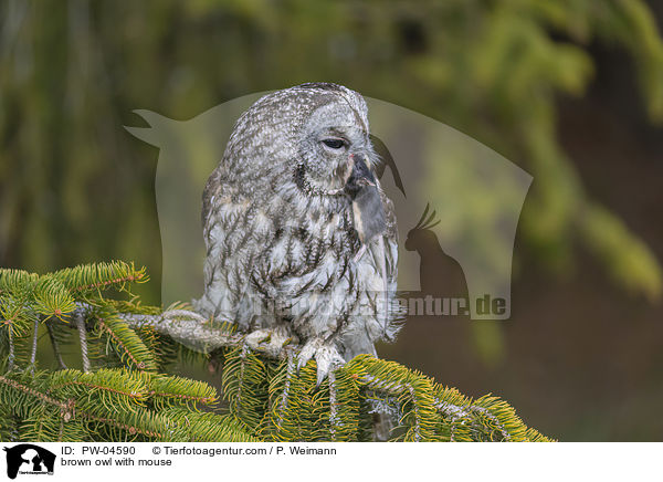 brown owl with mouse / PW-04590