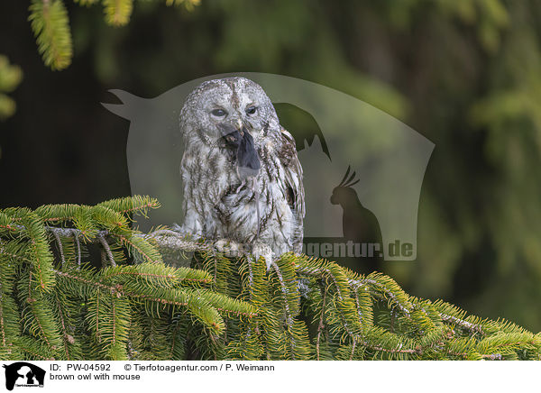 Waldkauz mit Maus / brown owl with mouse / PW-04592