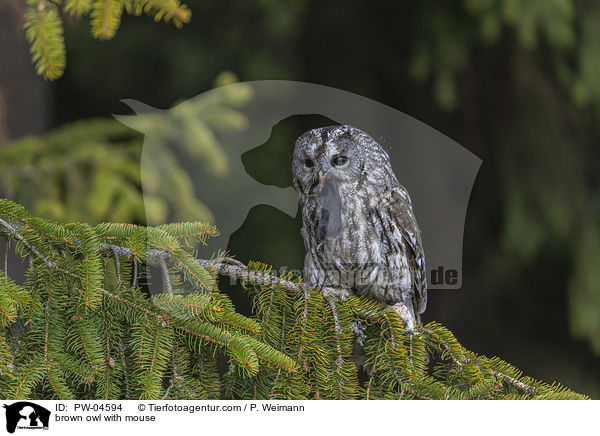 Waldkauz mit Maus / brown owl with mouse / PW-04594