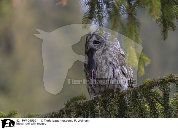 brown owl with mouse / PW-04595