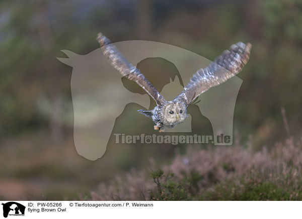 fliegender Waldkauz / flying Brown Owl / PW-05266